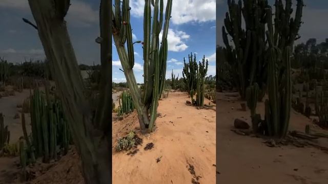 cereus peruvianus apple cactus fruit смотреть онлайн