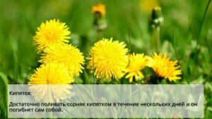 Как быстро избавиться от одуванчиков