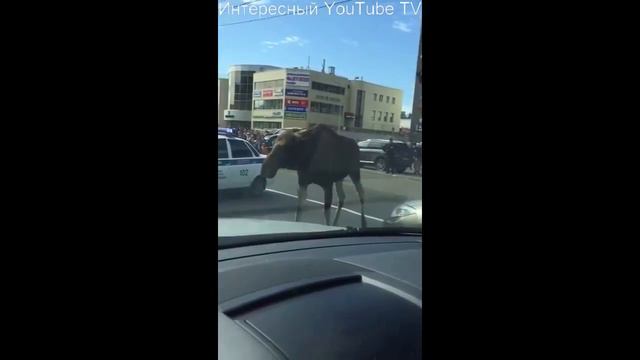 Дикий лось в Москве на дорогах!!! смотреть онлайн