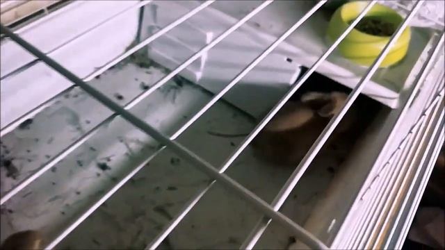 Как растут кролики смотреть онлайн