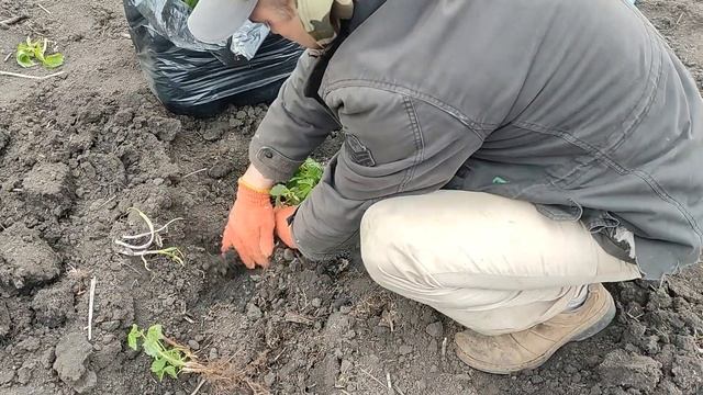 Посадка ремонтантной малины смотреть онлайн