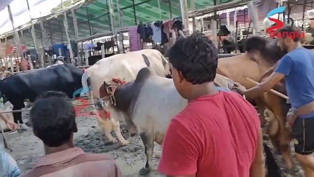 গাবতলী হাটে পাগলা গরু কাকে বলে, তিন লক্ষ ২৫ হাজার টাকায় বিক্রি গরু ক্রেতা বাড়ি নিতে পারবেন কি?cow смотреть онлайн