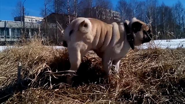 Топ лучших моментов из жизни мопса по имени Жорик смотреть онлайн
