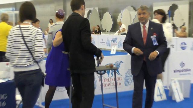 25.06.2016г. WDS. Maltese. Open class. смотреть онлайн