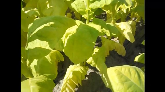 Галицкий Оригинальный (Galickii Originalny)