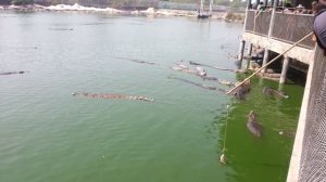 Крокодилы на охоте...