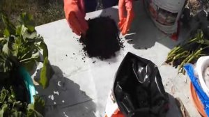 Черенкование  пеларгоний.Отличный способ  сэкономить  место