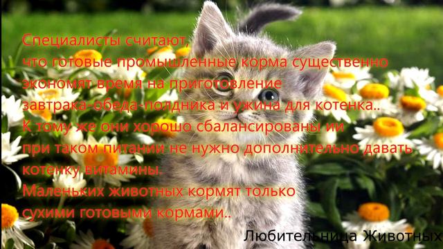 Полезные видео #1|Любительница Животных смотреть онлайн