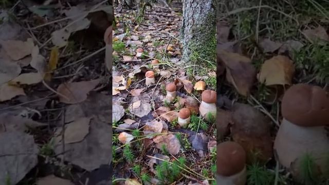 МИЛЛИОН ГРИБОВ ? ТАКАЯ БОГАТАЯ ПОЛЯНА ? ОСЕНЬ РАДУЕТ ? #грибы #лес #осень #сентябрь смотреть онлайн