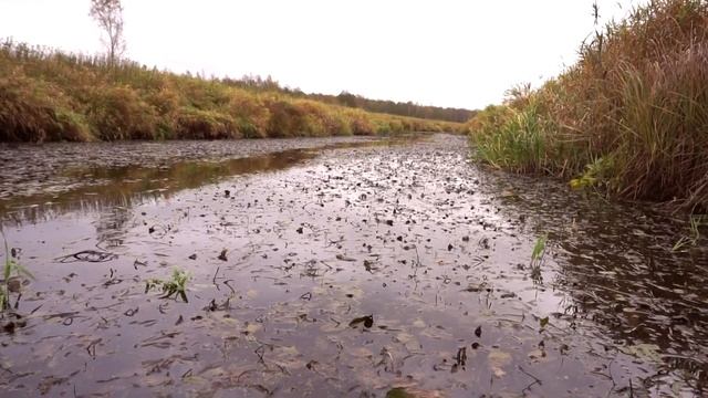 Сплав по р. Рвянка, р. Садва, оз. Шитово, р. Щегра. От д. Королево до г. Торжок. Часть 5. смотреть онлайн