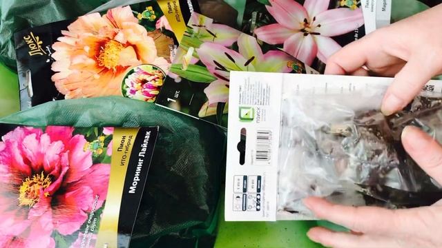 ???Мои НОВИНКИ роскошных саженцев 2022! ЛИЛИИ и ИТО ПИОНЫ!#саженцы2022#суперлилии#лучшиеитопионы смотреть онлайн