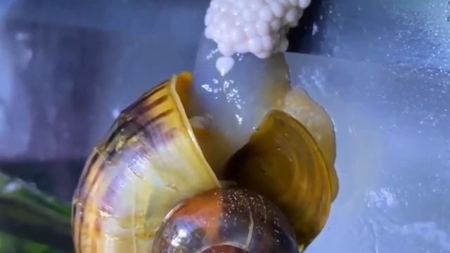 Как улитки откладывают яйца / Snails lay eggs смотреть онлайн