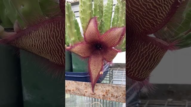 Carrion plant - awful smell is working - stapelia grandiflora смотреть онлайн