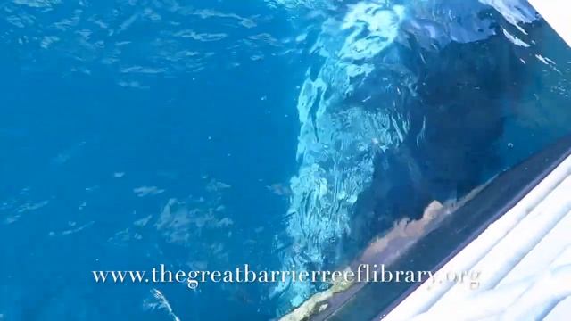 Megaptera Novaeangliae - Humpback Whale