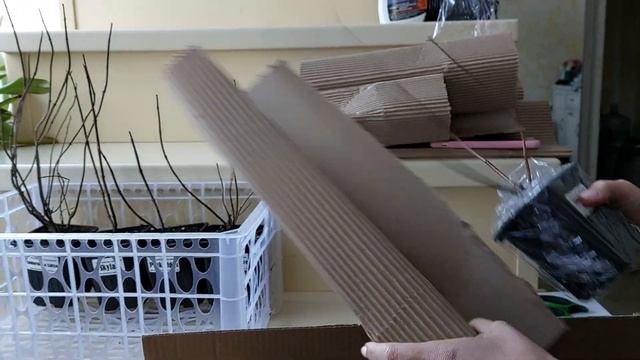 распаковка посылки с гортензиями 23.11.22 смотреть онлайн