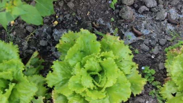 Гроза против слизней и улиток, мой отзыв смотреть онлайн