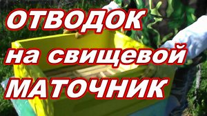 Сборный отводок пчёл на свищевые маточники ! Как увеличить пасеку ! Плюс семья ПЧЁЛ !