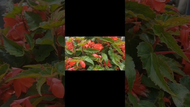 Ампельная БЕГОНИЯ - Бомба по цветоносам. #Shorts смотреть онлайн