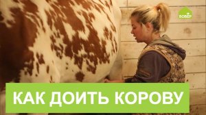 Как правильно доить корову. Дойка коровы - приятно и просто!