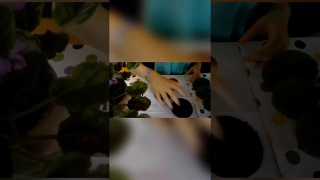 "Сажаем фиалку" смотреть онлайн