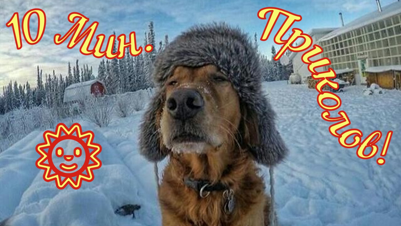 Смешные Собаки 26 (Funny Dogs) Юмор.mp4 смотреть онлайн