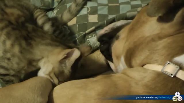 Pitbull Spike e a gatinha Visa, em uma real luta de amor смотреть онлайн