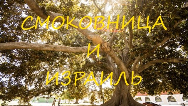 1. Смоковница и Израиль смотреть онлайн