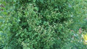 Опоры для клематисов