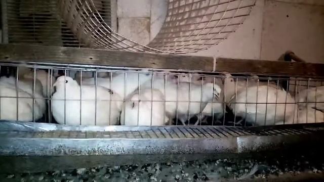 Выгодно ли содержать перепелов. Как правильно откормить перепелов на мясо. Часть 5. смотреть онлайн