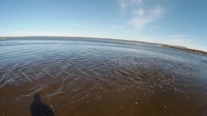 Ловим Кунджу на одном из северных заливах Сахалина. #сахалин #рыбалка #кунджа #туризм #спиннинг