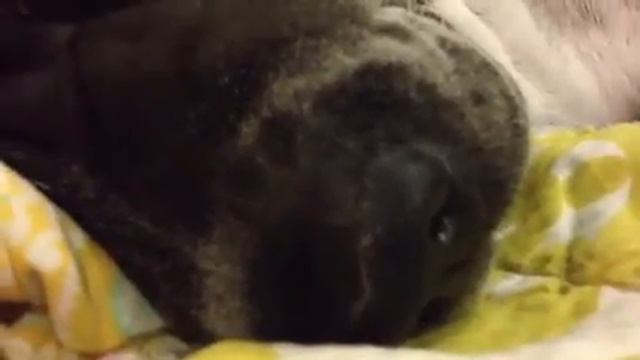 Bibi Dog Snores Loudly Shar Pei Basset Hound mix mini walrus смотреть онлайн