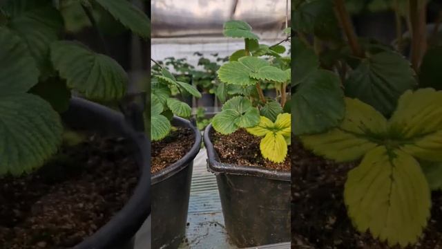 Хлороз на клубнике!Выращивание клубники в теплице. #садоводство #теплица #зима #shorts #клубника смотреть онлайн