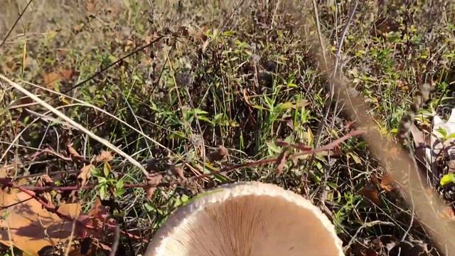 Gljive Macrolepiota procera, Suncanica, M. konradi смотреть онлайн