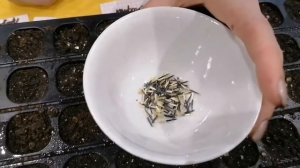 Садим бархатцы на рассаду Проверенный  способ