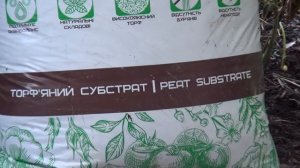 Выращивание голубики.Кислотность зеленой хвои, хвойного опада и подхвойника .Смотрим онлайн.