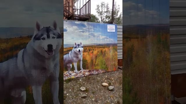 Фотозаборы смотреть онлайн