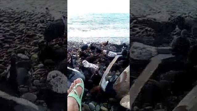 Голуби на пляже смотреть онлайн