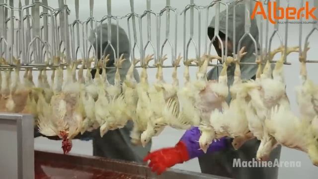 Chicken Hatchery Technology - Raising Broiler Farm - Modern Poultry Slaughter & Processing Plant смотреть онлайн