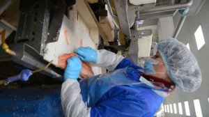 Разделка рыбы на заводе Русское Море