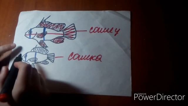 Как определить пол у хромисав смотреть онлайн