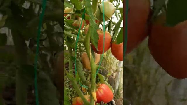 Помидор Розовый мед. 21.07.2021. Обзор посадок. смотреть онлайн