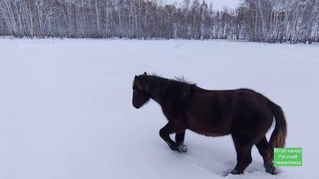 Сгон табуна. driving the herd смотреть онлайн