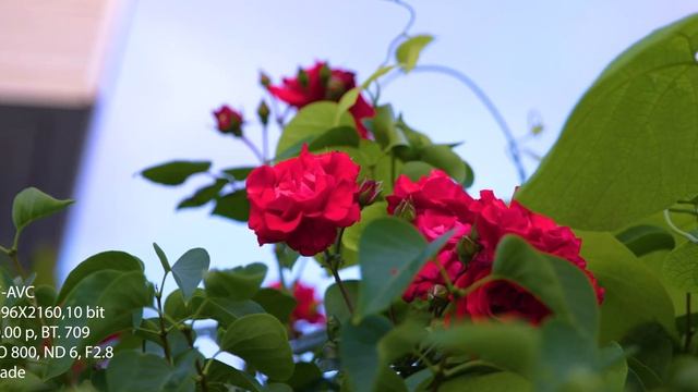 Canon C300 Mark III Test смотреть онлайн