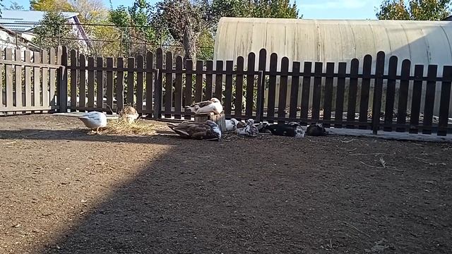 Почему Индоутки Плохо Растут. Сколько Уток Оставлю на Племя / Мускусные утки смотреть онлайн