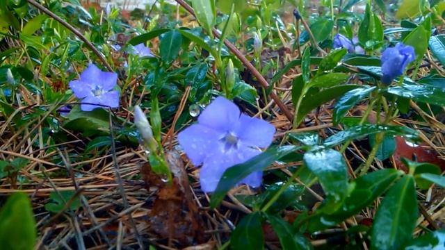 цветочная колыбельная для Габриэль "Весенние краски" смотреть онлайн