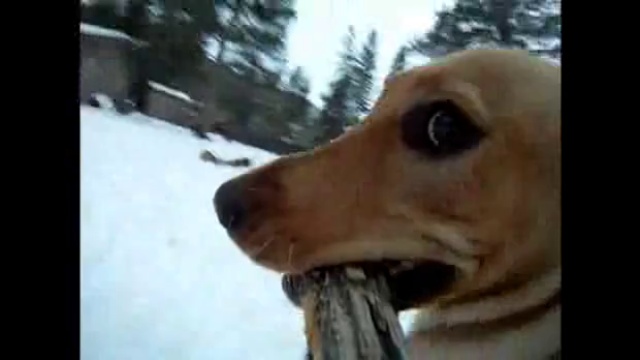 Игры с собакой смотреть онлайн