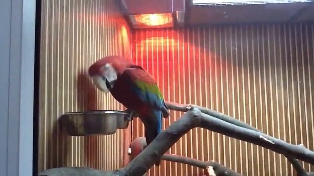 Красный Ара