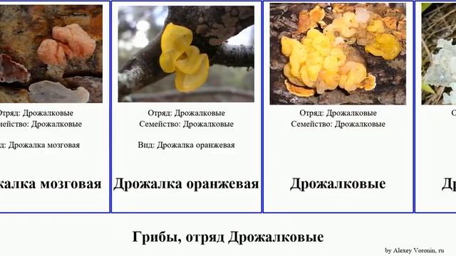 Грибы, отряд Дрожалковые fungus Дрожалка листоватая Tremellales Ложноежовик Jams Frailach Jammy смотреть онлайн