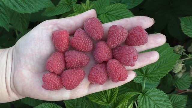 Корпико, новый сорт летней малины из Новой Зеландии