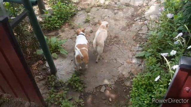 DogVlog: как проходит наш день в деревне?/идём гулять в поле?, на подвесной мост/+ ИГРА-КОНКУРС)? смотреть онлайн